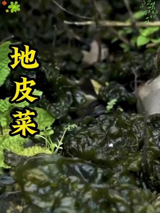 地皮菜包子封神了!调馅加这 2 味,鲜到舌头打颤