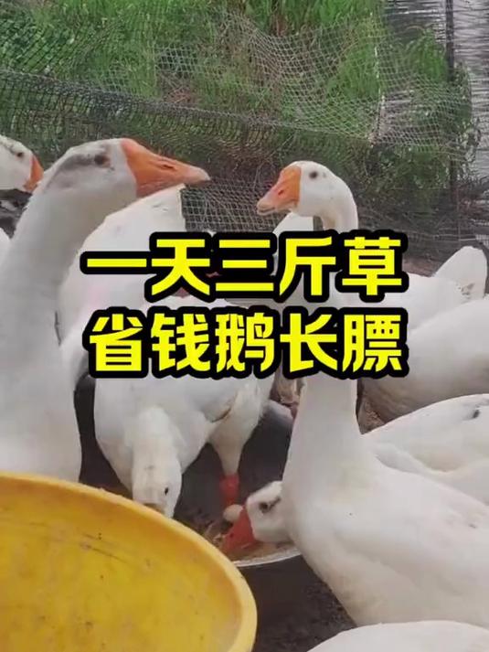 一天三斤草 省钱鹅长膘