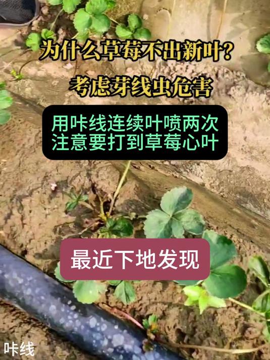 为什么草莓不出新叶,考虑芽线虫危害