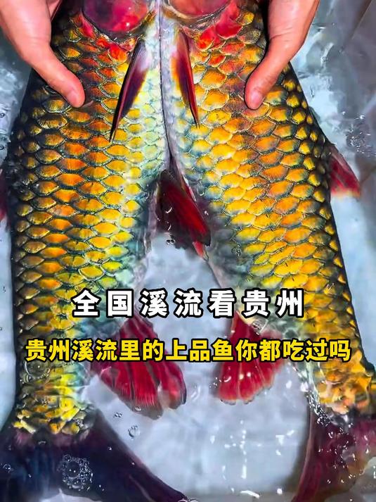 贵州溪流看这里，贵州溪流里的鱼你都吃过吗 #贵州 #钓鱼 #溪流鱼
