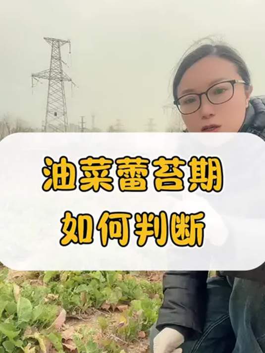 油菜蕾苔期咋判断?掌握技巧,助力油菜种植