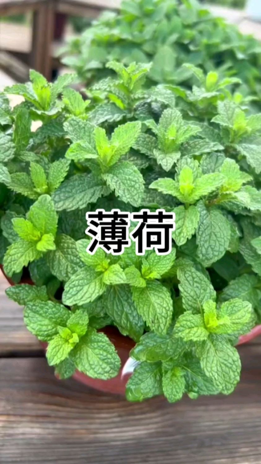 养一盆可以吃的盆栽#薄荷炒菜煲汤泡水喝都特别棒,关键好养长得快种一次就能泛滥成灾