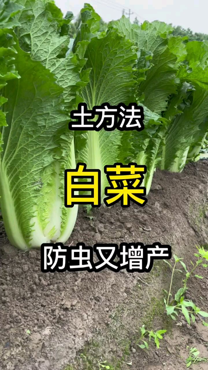 白菜防虫 、病虫害防治 、蔬菜种植 、种植小技巧 。