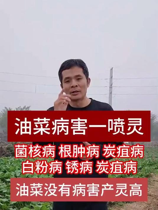 油菜病害一喷灵,针对油菜菌核病根肿病炭疽病,等多种病害有效