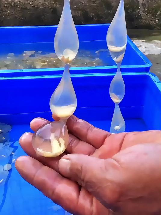 你们吃过哪种蛋！