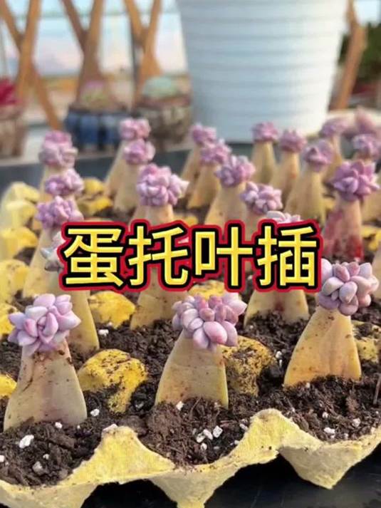 别扔鸡蛋托盘!竟能成叶插多肉神器 你知道吗
