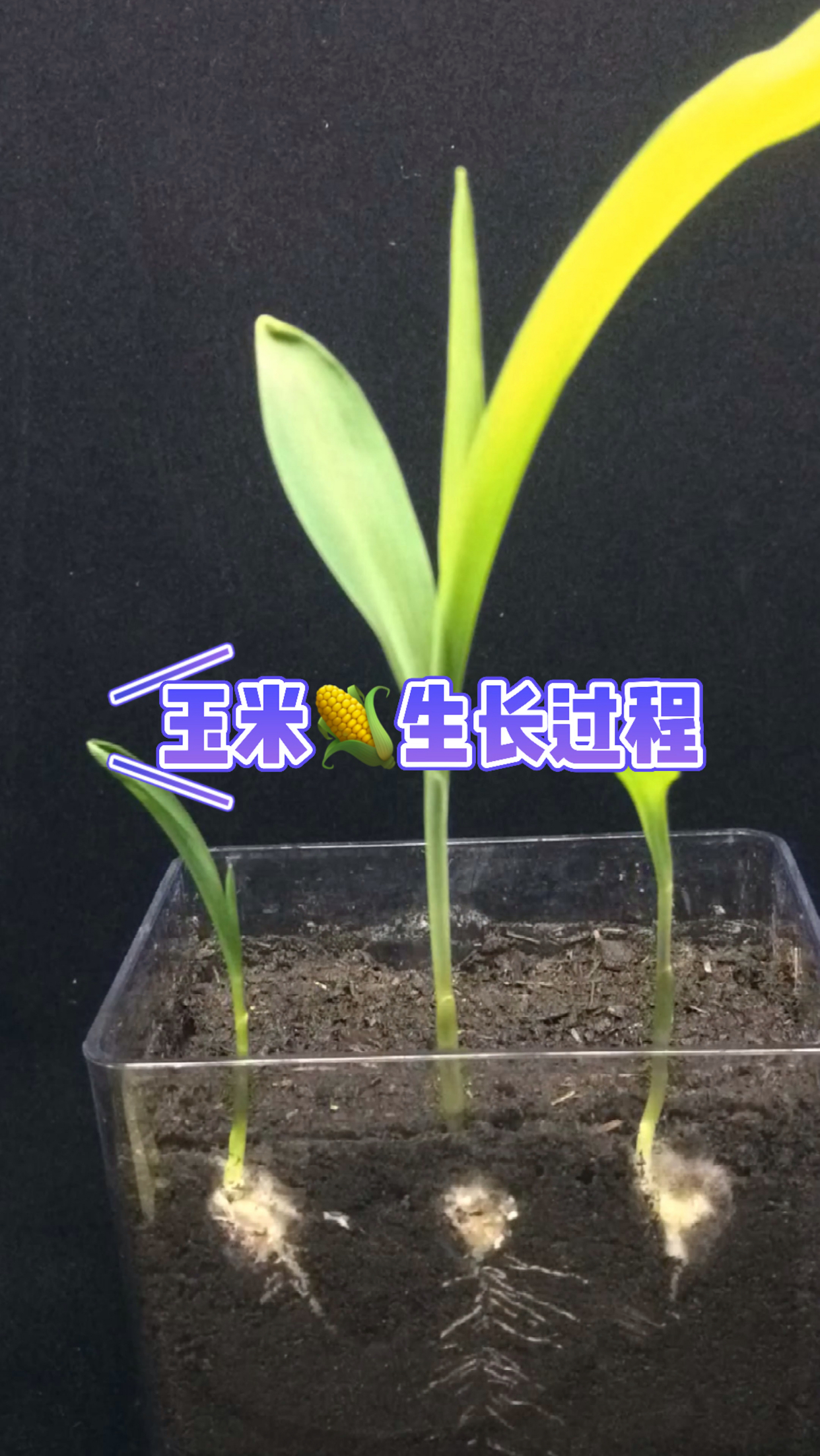 玉米7天发芽生长过程