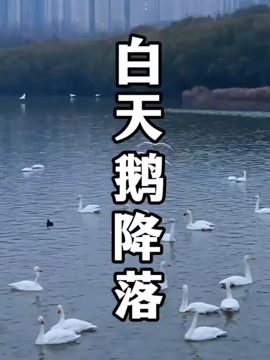 早上8点刚拍的，看看天鹅是怎么降落的吧