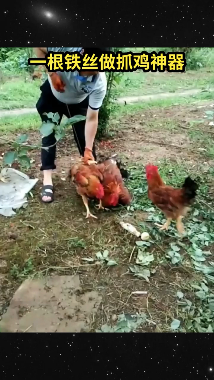 今天教大家用一根铁丝做抓鸡神器