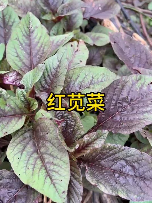 红苋菜,被称为蔬菜之王,你是以利于民间的养生瑰宝!