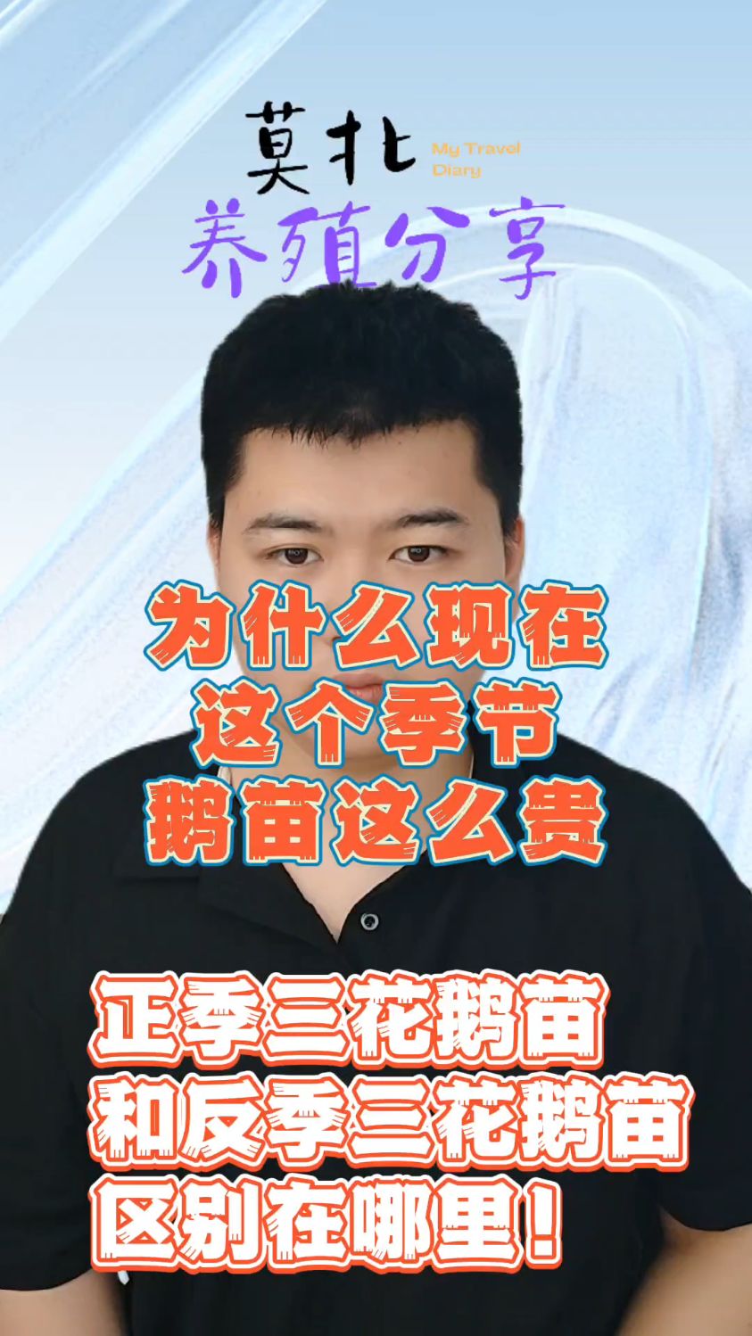 为什么现在鹅苗这么贵?正季三花鹅苗和反季三花鹅苗!有什么区别? #养鹅技术 #肉鹅