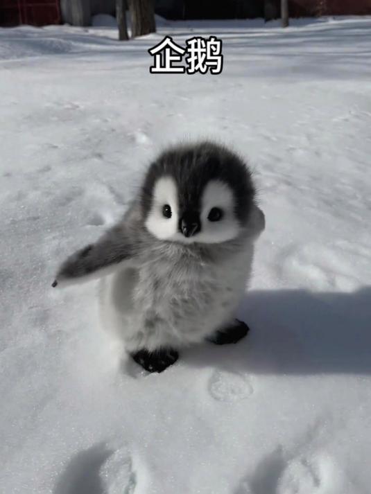 企鹅：大家在南极碰到企鹅可千万别摸！