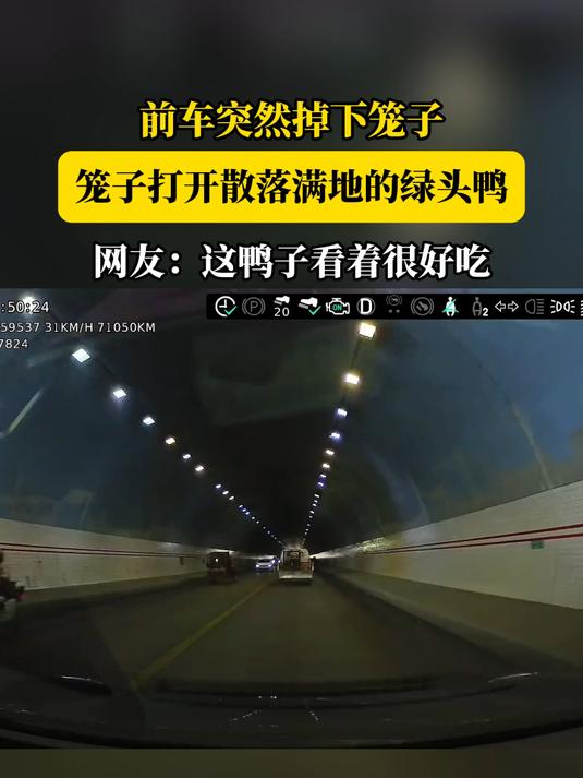 前车突然掉下笼子，笼子打开散落满地的绿头鸭，网友：这鸭子看着很好吃