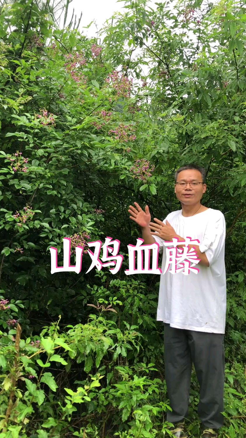 山鸡血藤为什么又叫山胡豆?