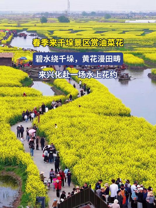 春季来千垛景区赏油菜花,碧水绕千垛,黄花漫田畴,来兴化赴一场水上花约#花满春城我代言#