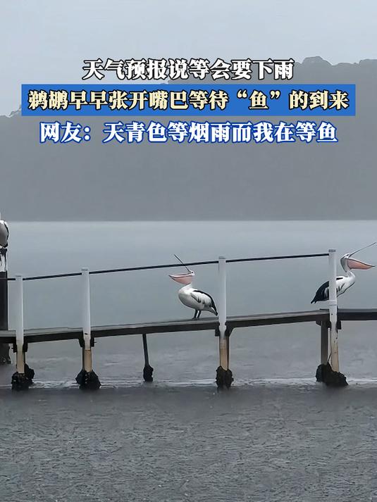 天气预报说等会要下雨,鹈鹕早早张开嘴巴等待“鱼”的到来