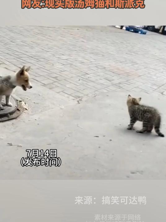 狗狗被绳子拴住，猫咪见状疯狂上前挑衅，现实版汤姆猫和斯派克