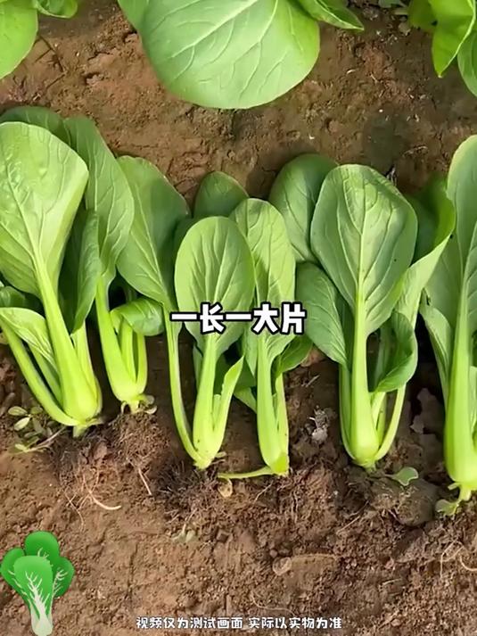 抗旱性好的鸡毛菜种子上架
