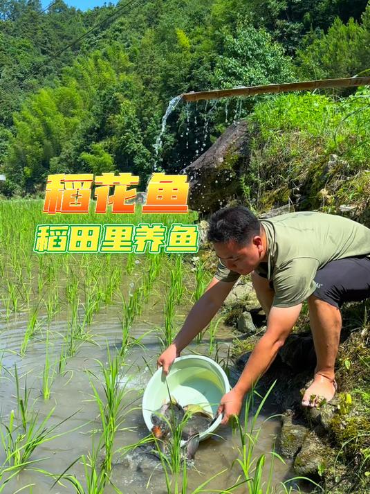 今年承包了很多稻田用来养殖稻花鱼，今天开始放鱼苗#踢开世界的门##稻花鱼##养鱼日记#