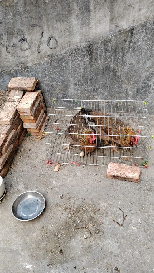 我家的新鸡终于下蛋啦!