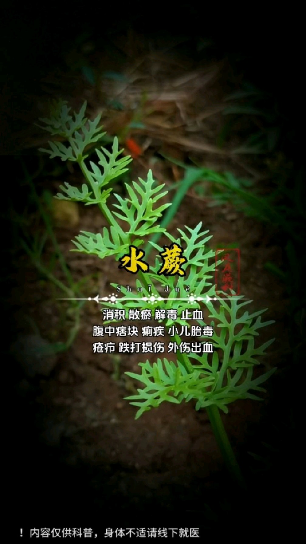 水蕨,又名龙须菜,居然是国二野生保护植物!你见过吗?