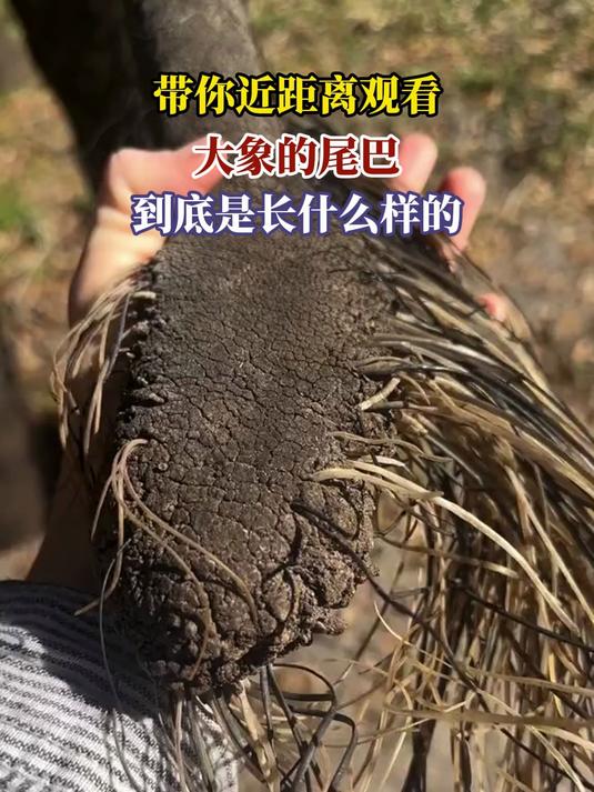 带你近距离观看,大象的尾巴,到底是长什么样的