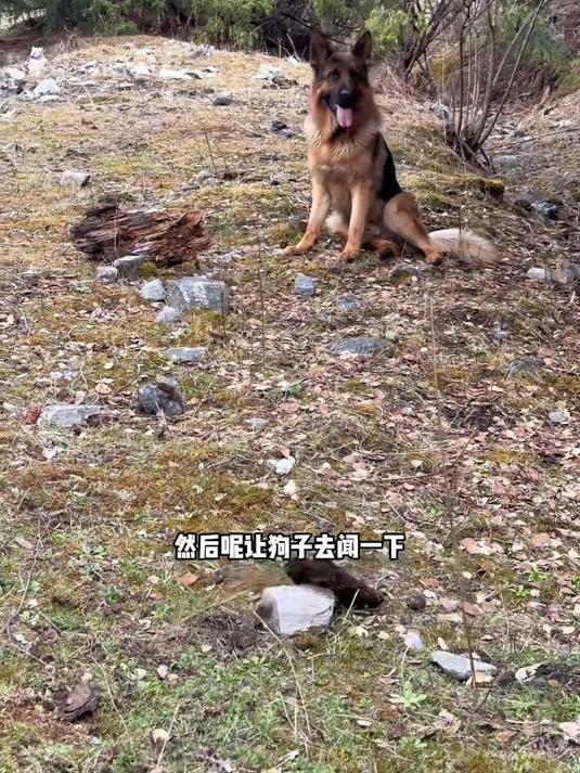 寻找新鲜羊肚菌做一顿鲁朗石锅鸡