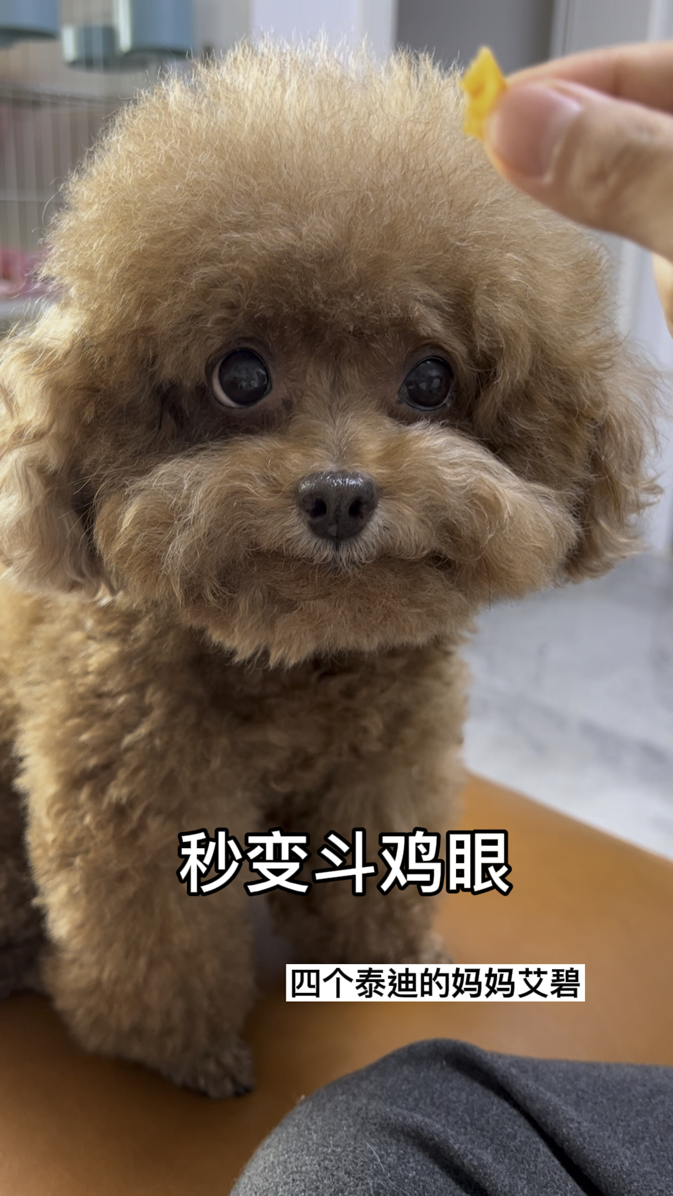 你再不给我吃小肉干!我就用斗鸡眼萌死你!