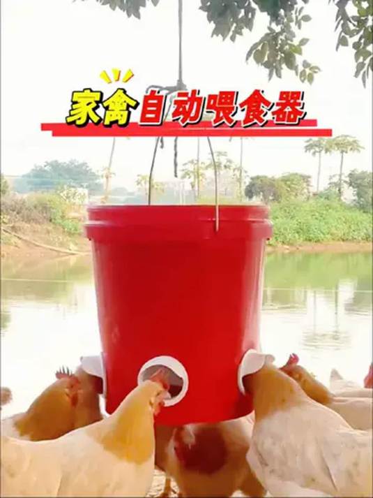 农村养鸡必备神器 家禽自动喂食器 干净又省力