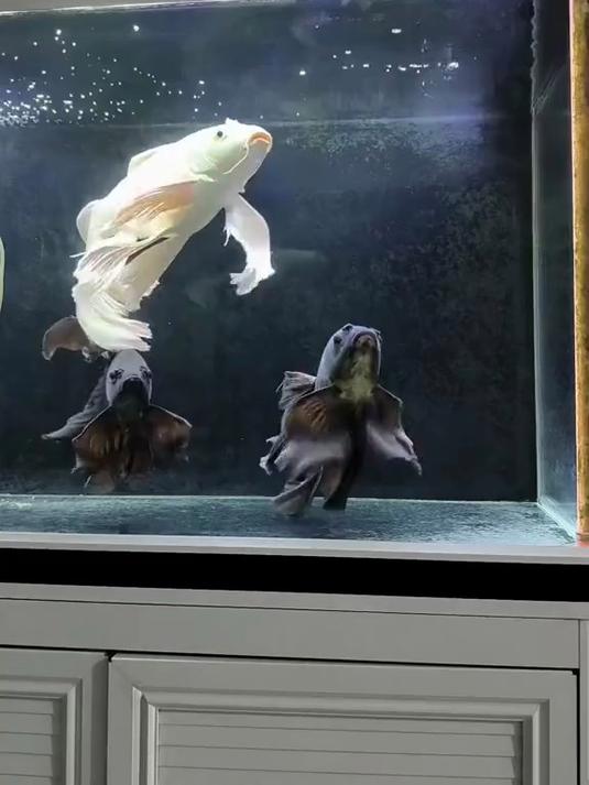 好美的神仙鱼,还是黑白配!