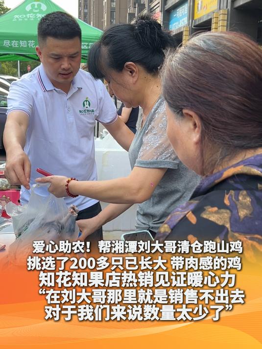 爱心助农!帮湘潭刘大哥清仓跑山鸡 挑选了200多只已长大