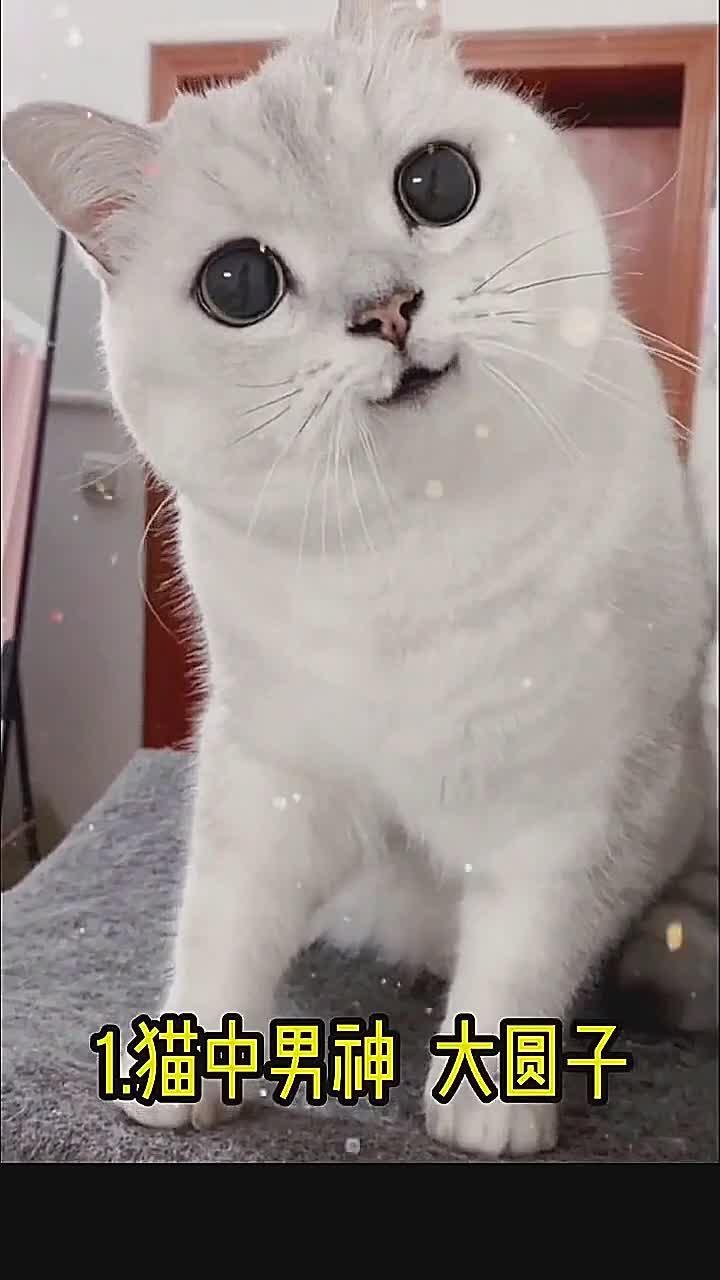 猫仙过海,各显神通