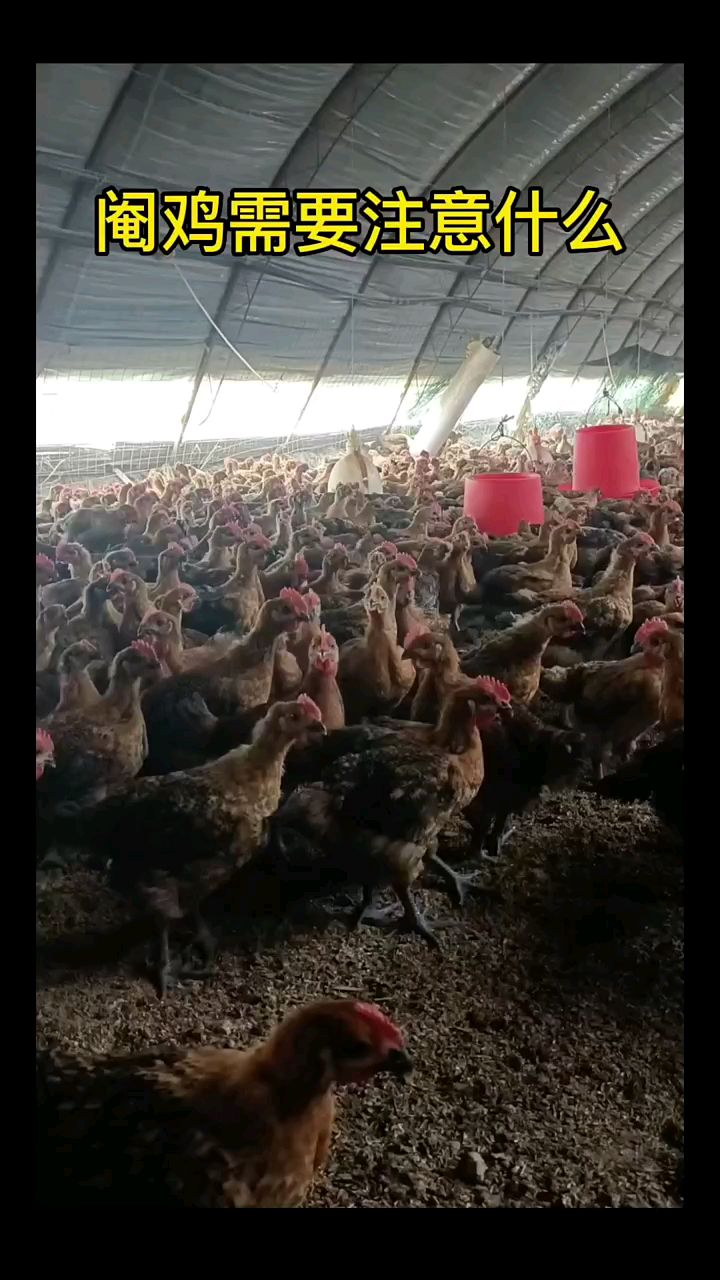 阉鸡需要注意什么
