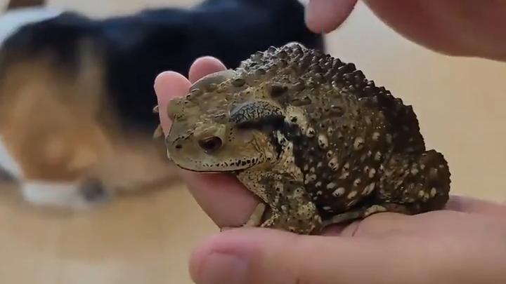 癞蛤蟆吃天鹅肉，真的是高攀吗？癞蛤蟆 动物科普