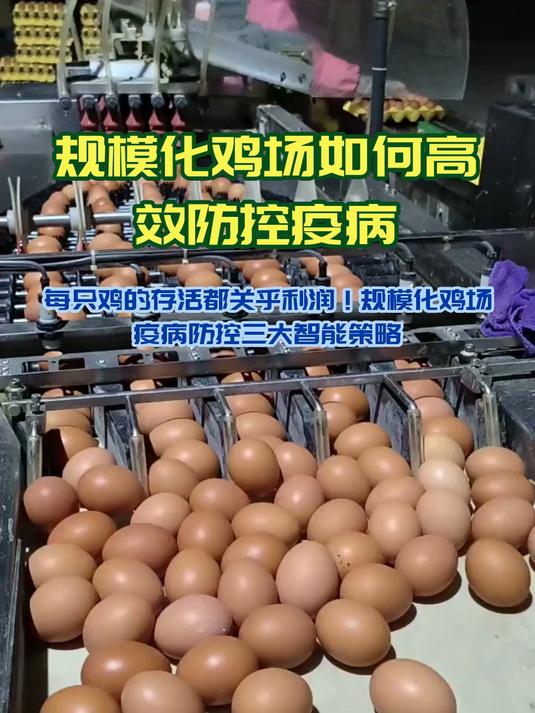 揭秘大型养鸡场疫病防控秘籍,养殖户须知!