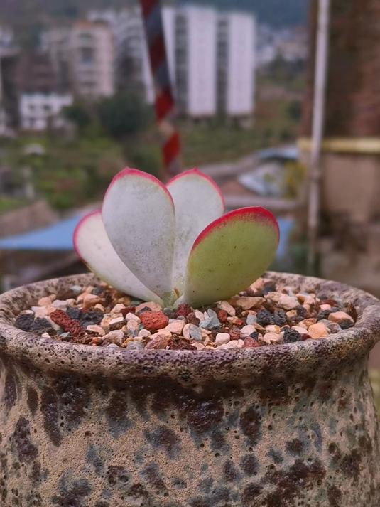 我所有多肉中，这个花盆应该最好看了！