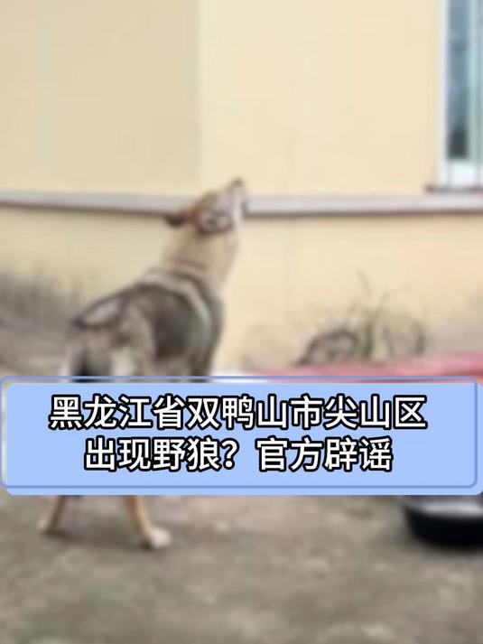 黑龙江省双鸭山市尖山区出现野狼?官方辟谣