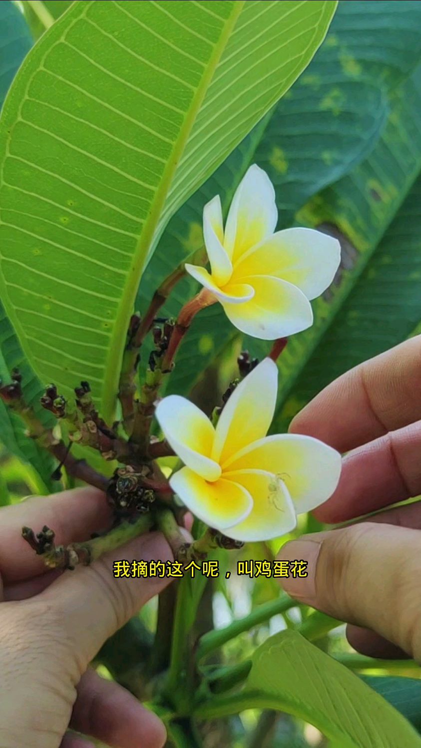 鸡蛋花,夹竹桃科植物,你知道它吗?