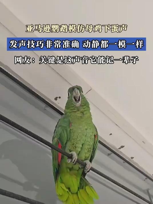 亚马逊鹦鹉模仿母鸡下蛋声,发声技巧非常准确,动静都一模一样