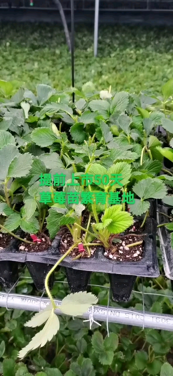 章姬草莓苗打冷提前上市,章姬草莓苗穴盘苗,章姬穴盘苗批发价格