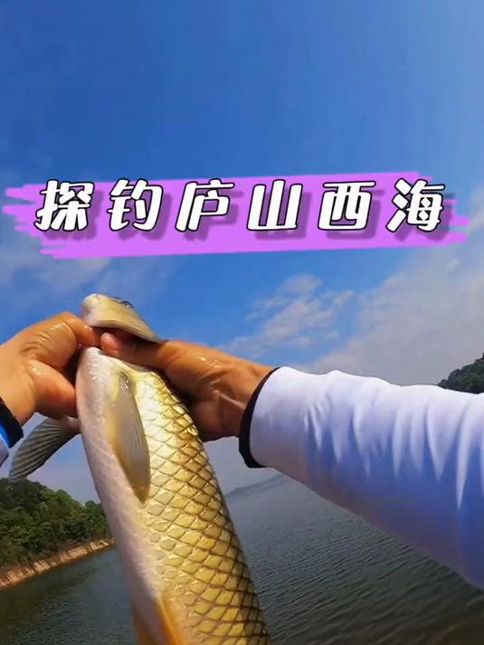 探钓庐山西海金色草鱼
