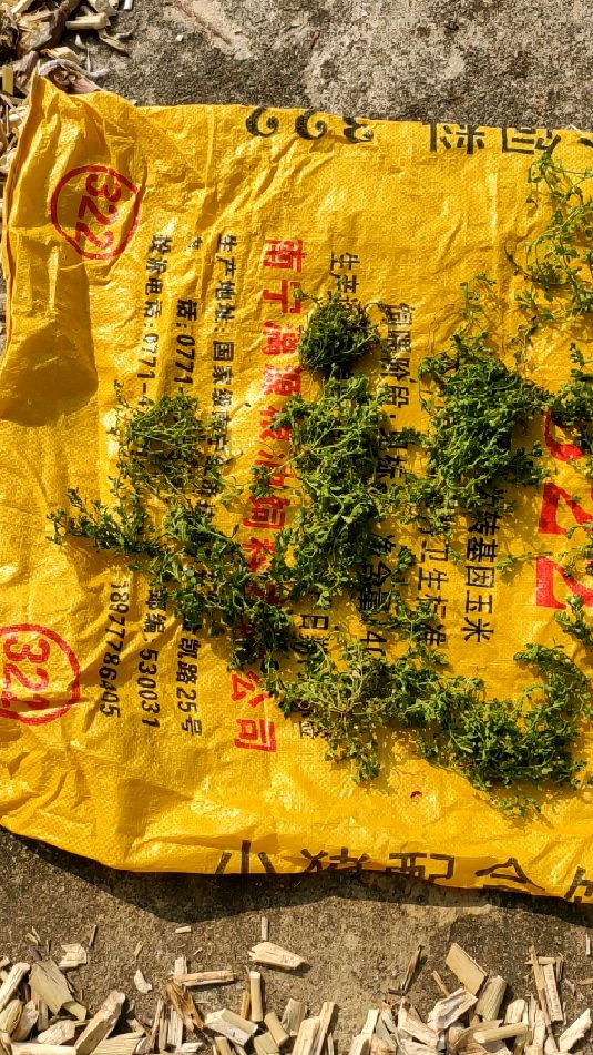 鹅不食草治疗鼻炎