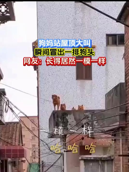 狗妈站屋顶大叫,瞬间冒出一排狗头,网友:长得居然一模一样
