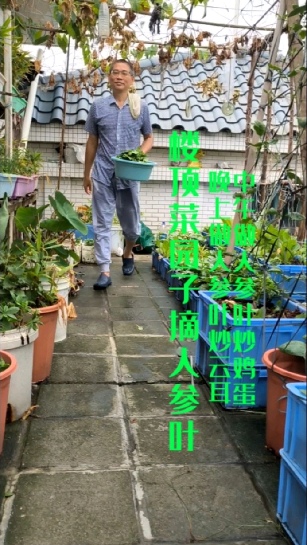 广州我家楼顶菜园子收成几何?周末上来摘人参叶,中午人参叶炒鸡蛋,晚上人参叶炒云耳