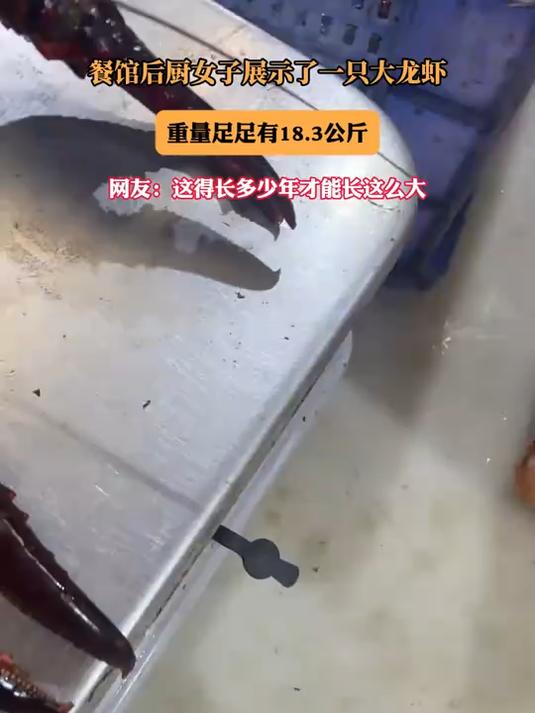 餐馆后厨女子展示了一只大龙虾，重量足足有18.3公斤