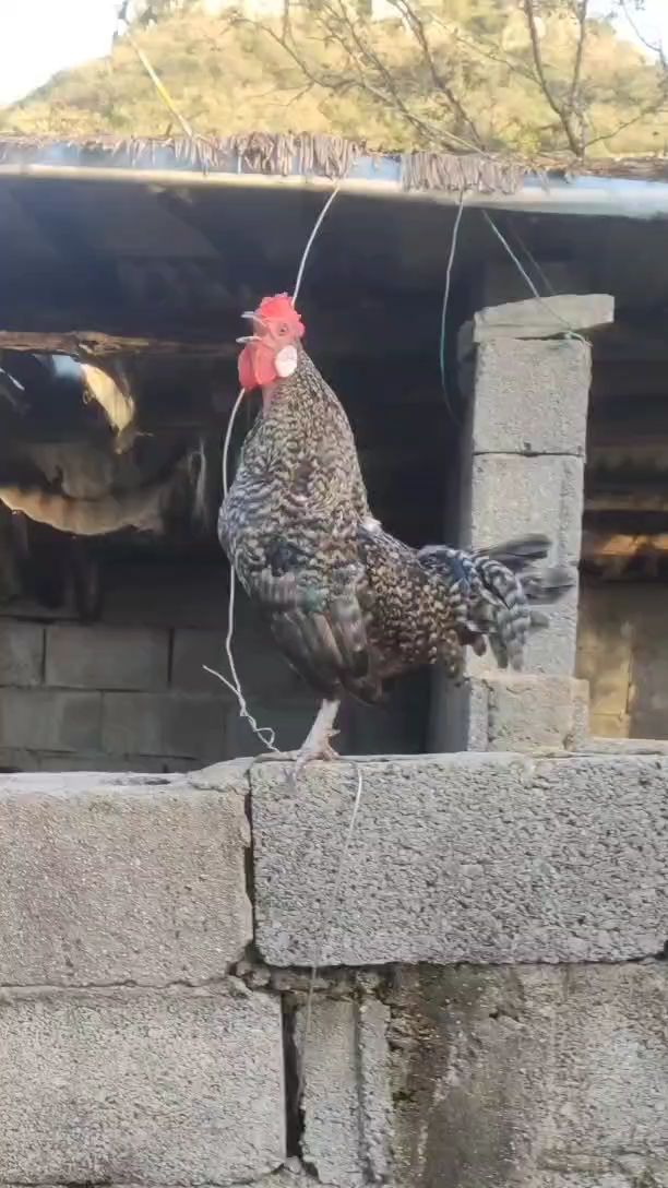 母鸡排队下蛋后续