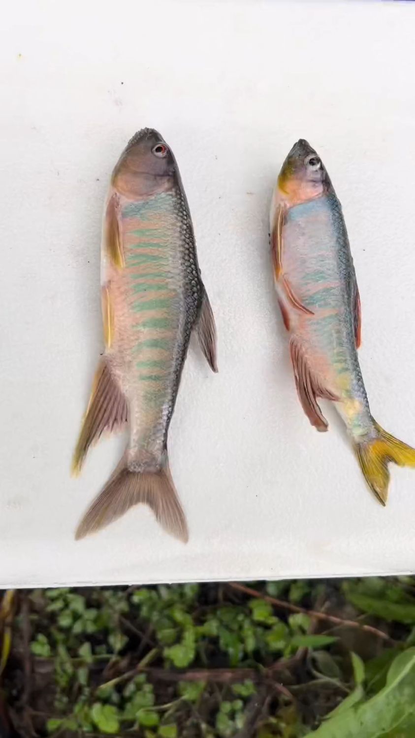 还在马口和溪哥傻傻分不清楚?用这个视频告诉你们,怎么区分马口和溪哥!