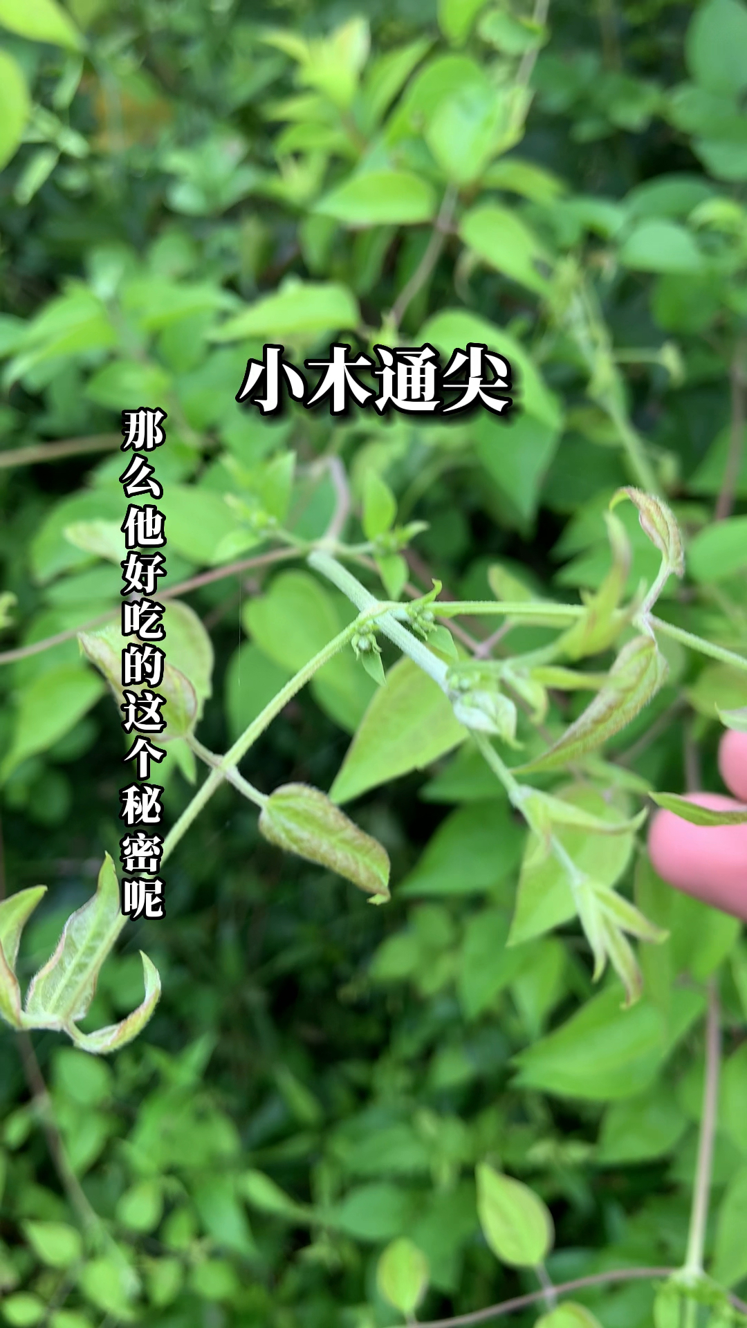 野菜小木通可吃也可用!