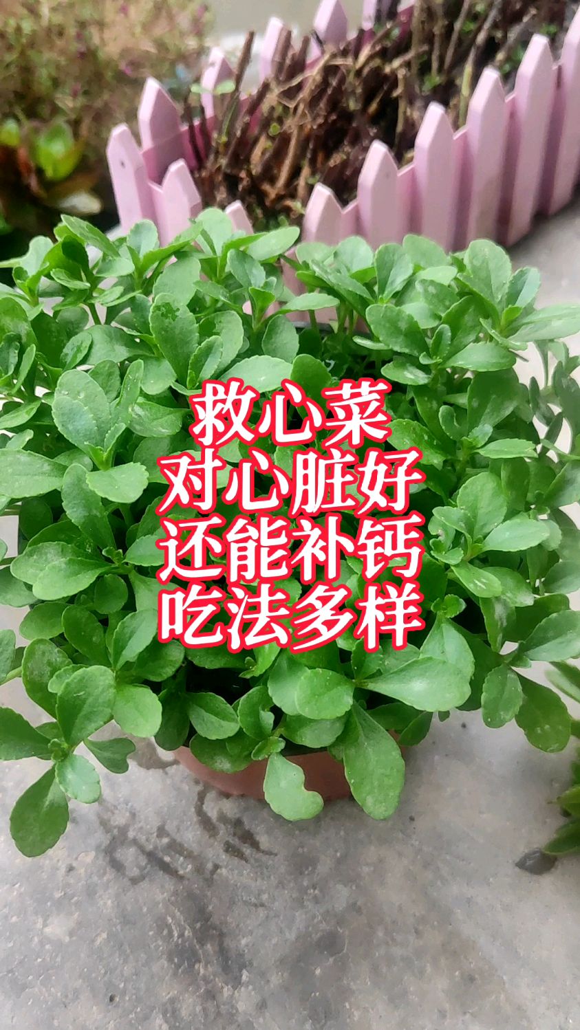 救心菜,对心脏好,还能补钙,特别适合中老年人,吃法多样