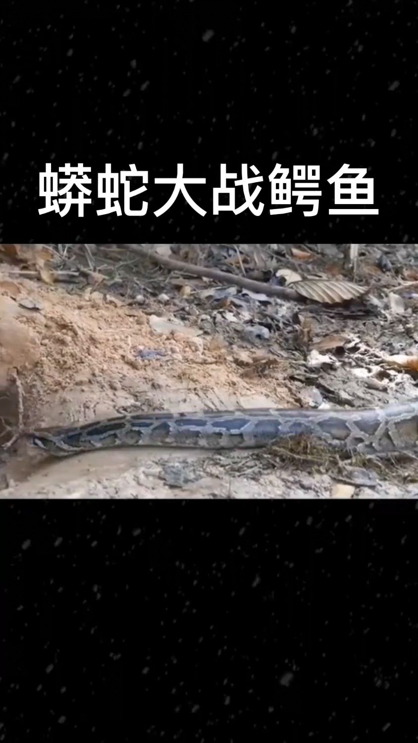 蟒蛇大战鳄鱼,鳄鱼最终被蟒蛇紧紧缠绕。